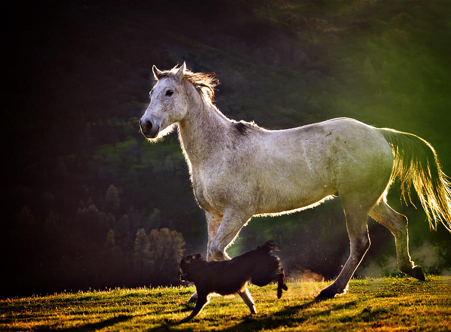 White Horse Running with Border Collie at Sunset Photograph by Vicki Jauron, Babylon and Beyond Photography