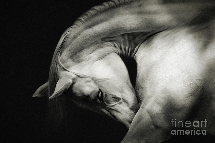 White Horse Sensual Portrait On Black Background Photograph by Dimitar Hristov