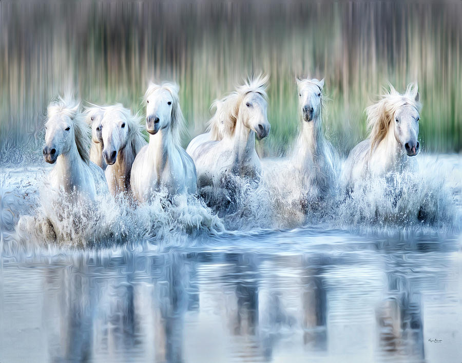 White Horses of the Camargue Photograph by Phyllis Burchett