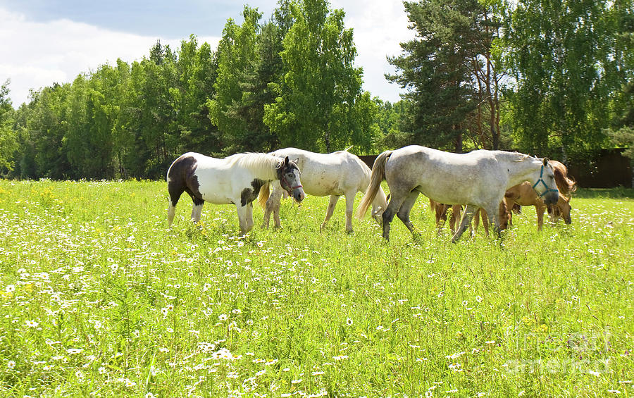 White horses on meadow in blossom Photograph by Irina Afonskaya