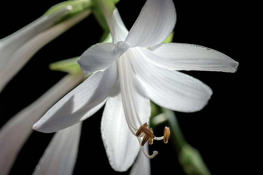 Summer Photograph - White Hosta Flower by AS MemoriesLiveOn
