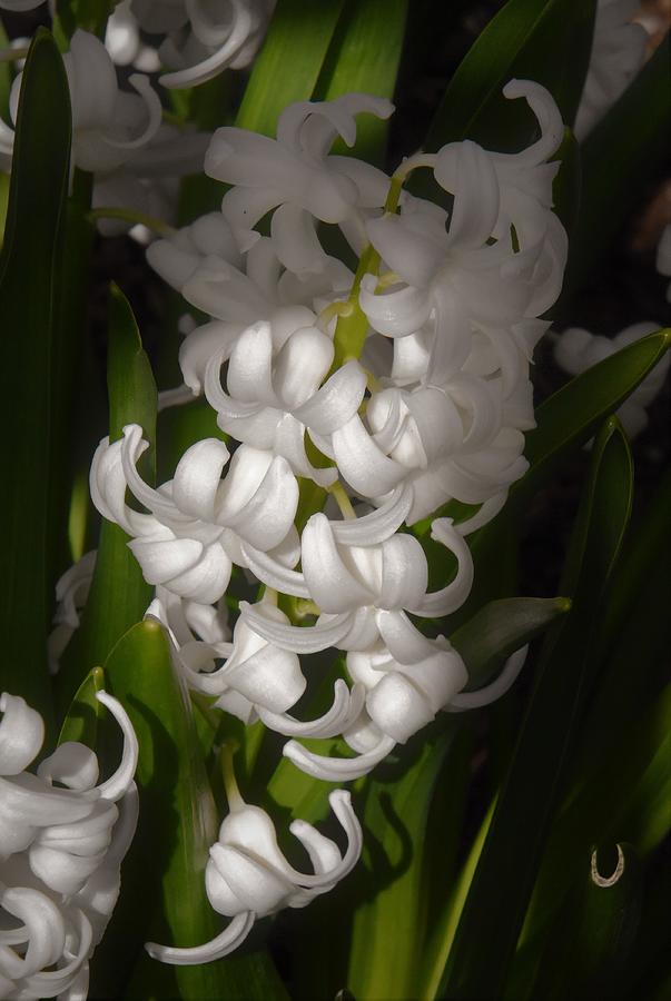 - White Hyacinth Photograph by THERESA Nye