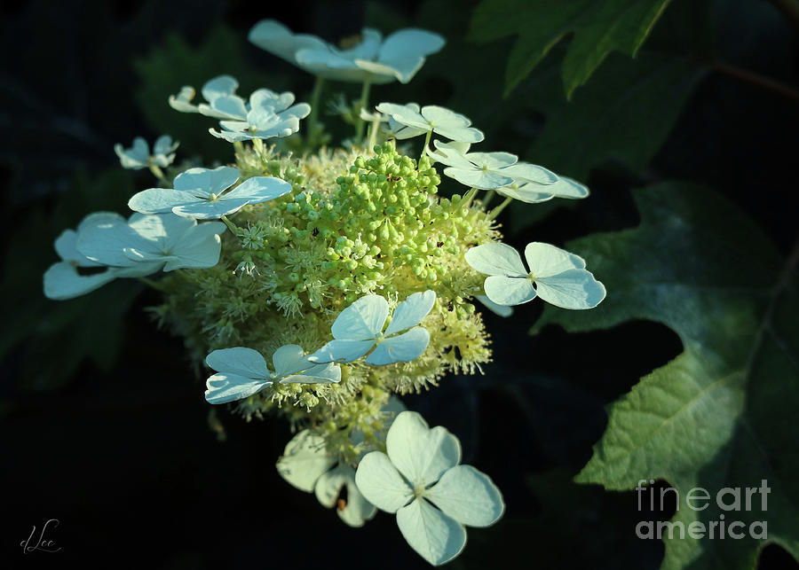 Summer Photograph - White Hydrangea Beginning to Bloom by D Lee