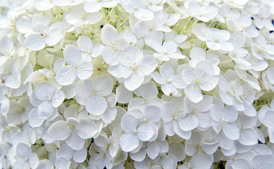 White Hydrangea Blossoms Photograph by Maria Keady | Fine Art America