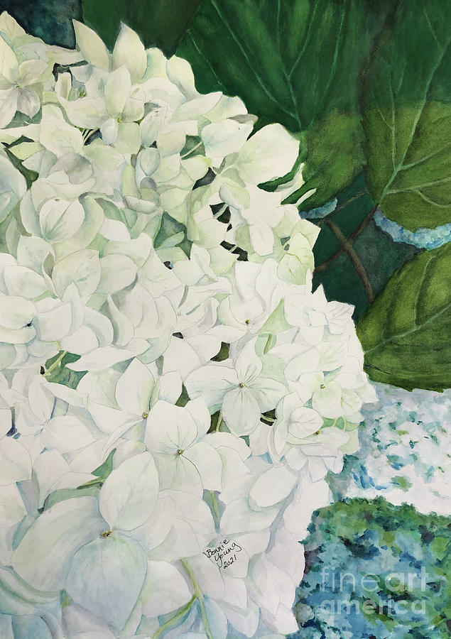 White Hydrangea Painting by Bonnie Young