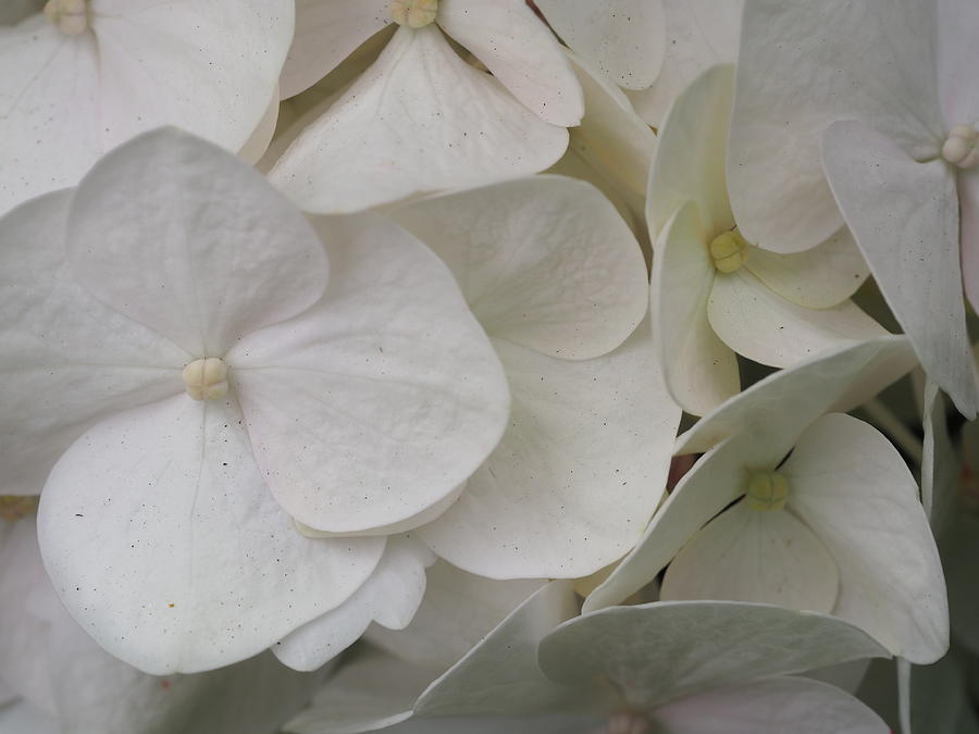 White Hydrangea Photograph by Denise Benson