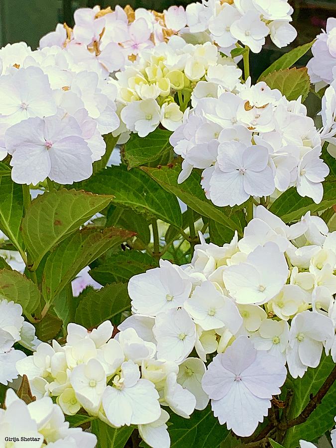 Flowers Still Life Photograph - White Hydrangea by Girija Shettar