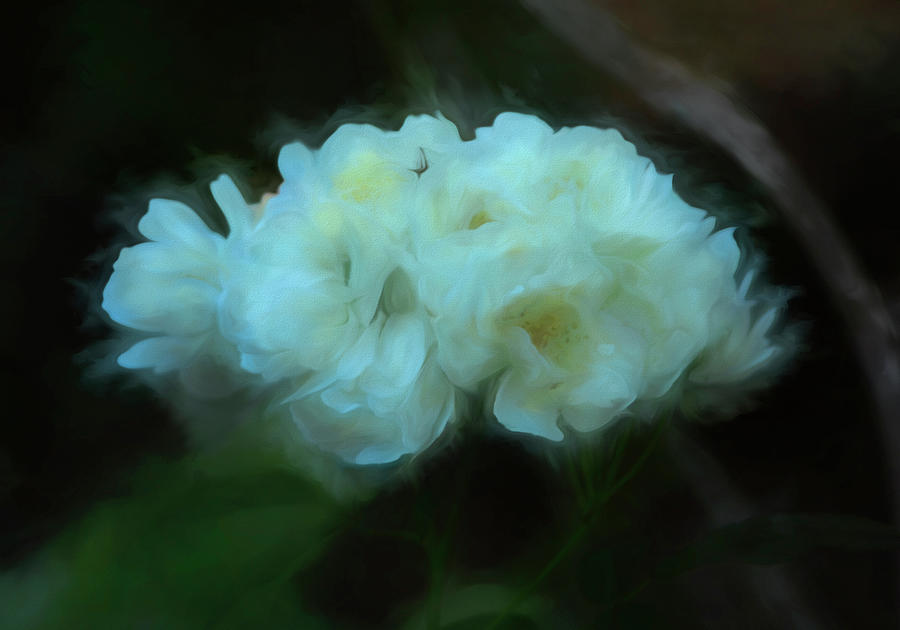White Hydrangia Photograph by Kathy Baccari