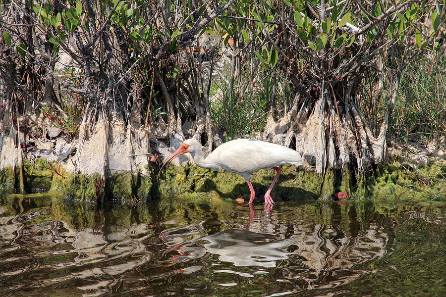 White Ibis and Mangroves Photograph by Art Block Collections