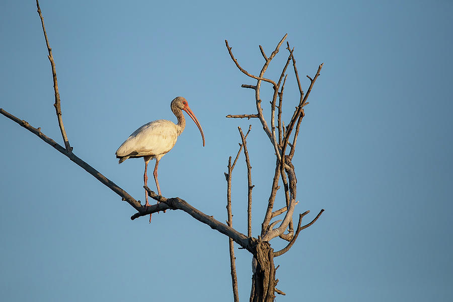 Feather Photograph - White Ibis at Pinckney Island by Steve Rich