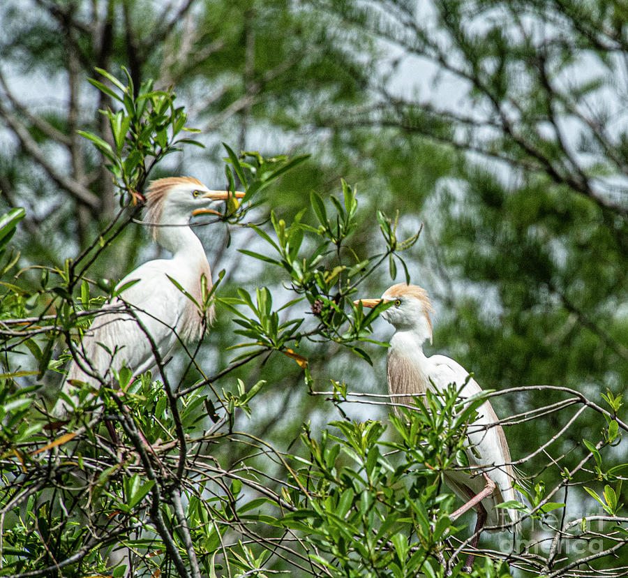 Cattle Egrets Photograph by Daniel Hebard