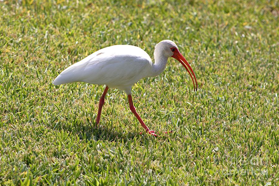 White Ibis Eating Bugs Photograph by Charlene Adler - Pixels