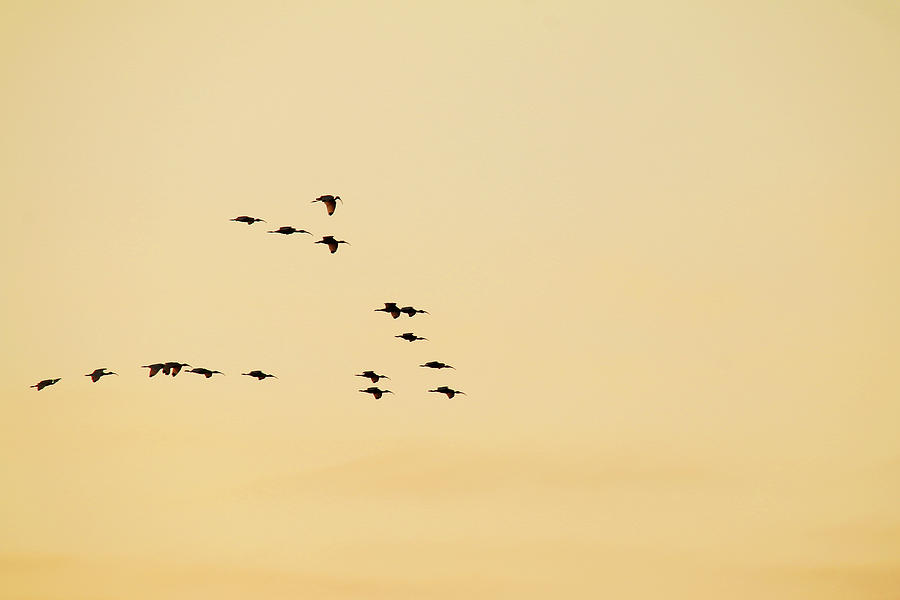 White Ibis Flying Silhouettes Photograph by Art Block Collections