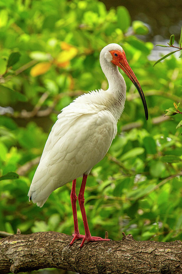 White Ibis Photograph by Gerald DeBoer