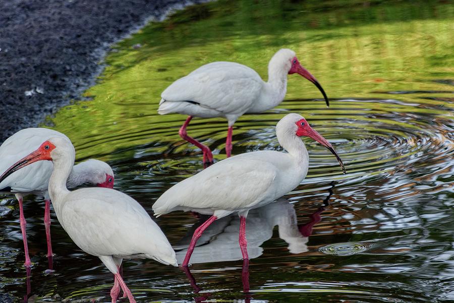 White Ibis Group In Rippled Lake Photograph