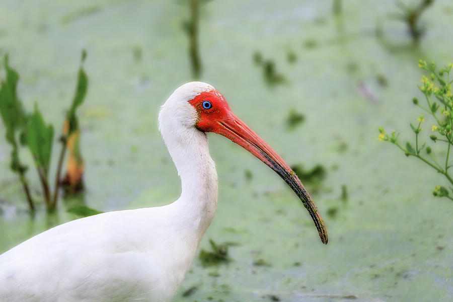 White Ibis In Brazos Bend Photograph by Dan Sproul
