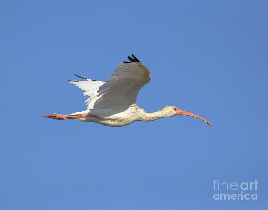 White Ibis in Flight Photograph by Michelle Tinger