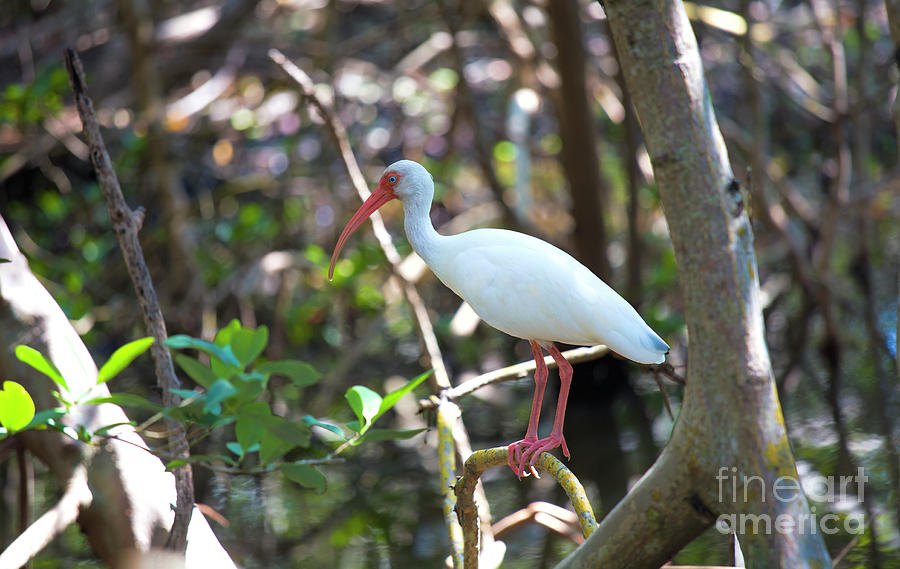 White Ibis In Mangrove Swamp Photograph by Felix Lai