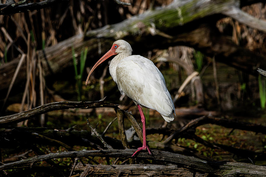 White Ibis in the Swamp at Fort Macon Photograph by Bob Decker