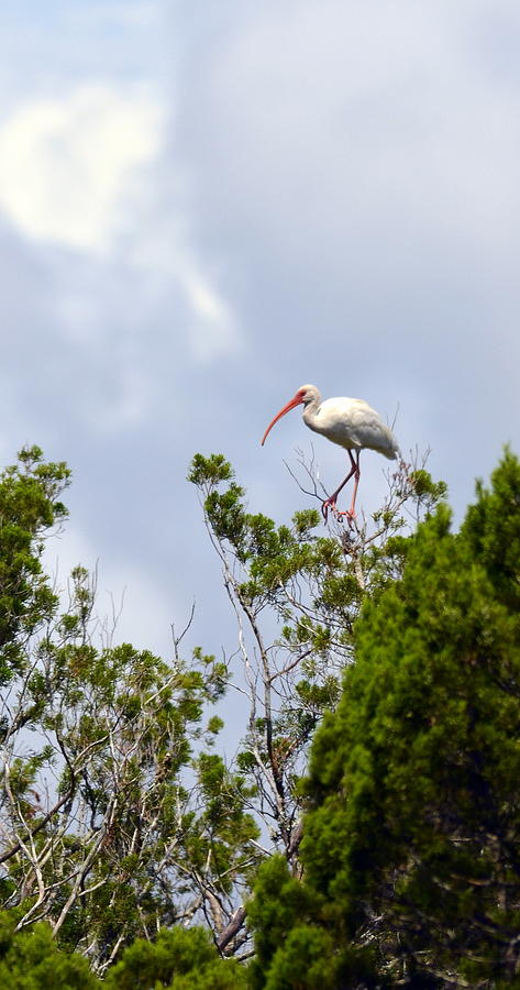 White Ibis in Treetop Photograph by Carla Parris