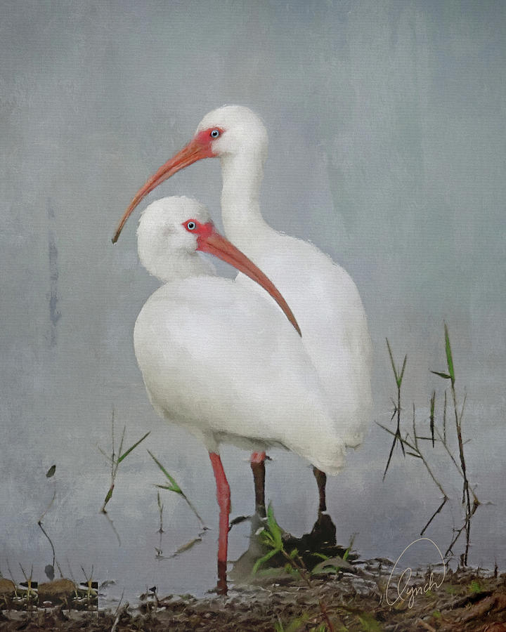 White Ibis Photograph by Karen Lynch