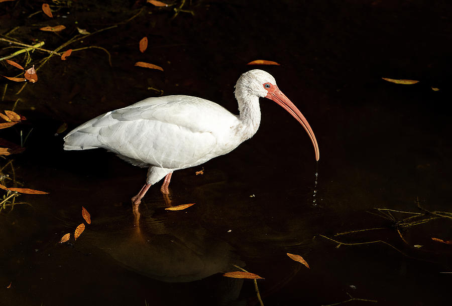 White Ibis Looking for Lunch Photograph by Gordon Ripley