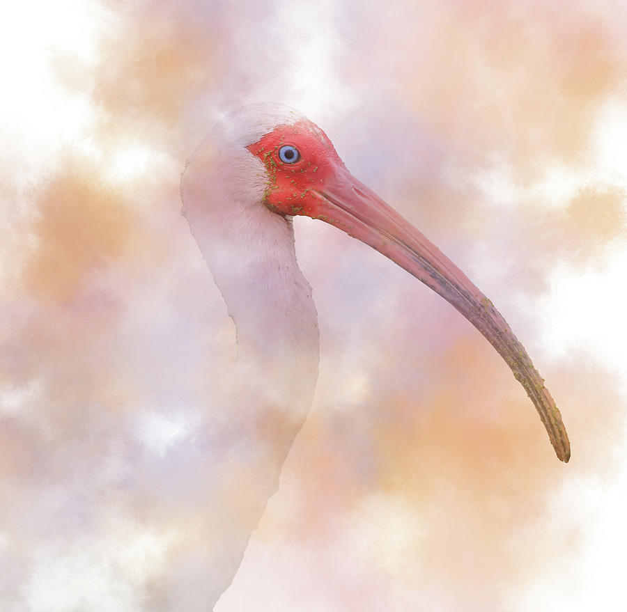 White Ibis Moody Painting Photograph by Dan Sproul