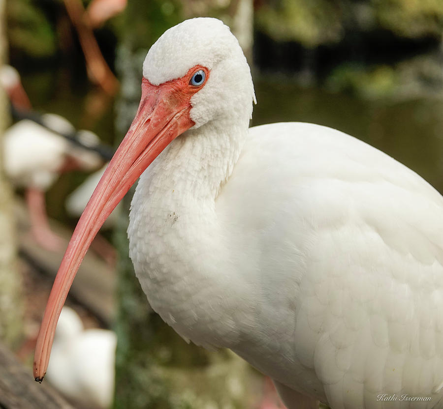 White Ibis of Florida Photograph by Kathi Isserman