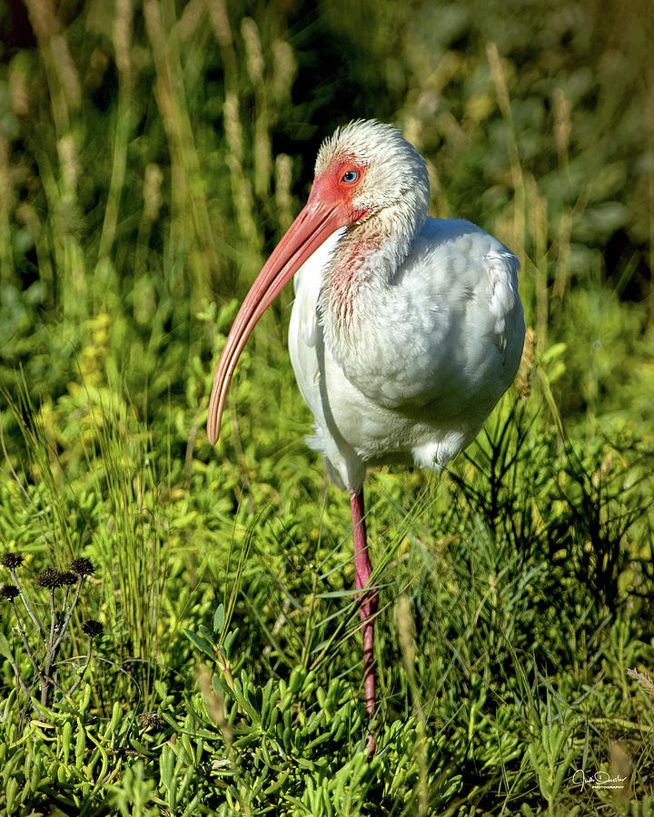 White Ibis on one leg Photograph by Judi Dressler