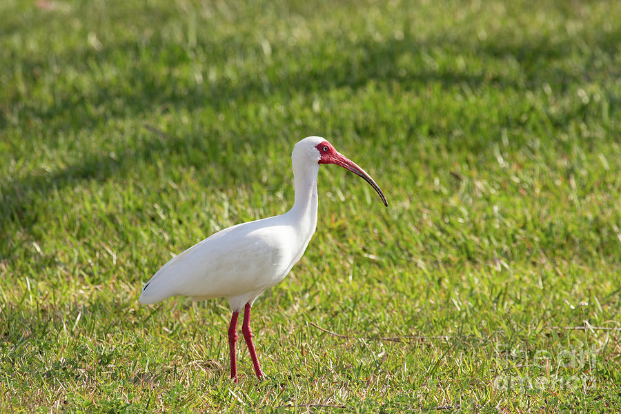 White Ibis Profile Photograph by Jeannette Hunt