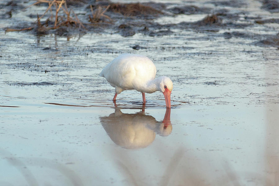 White Ibis Reflection Photograph by Donna Twiford