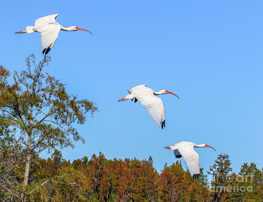 White Ibis  Photograph by Scott Moore