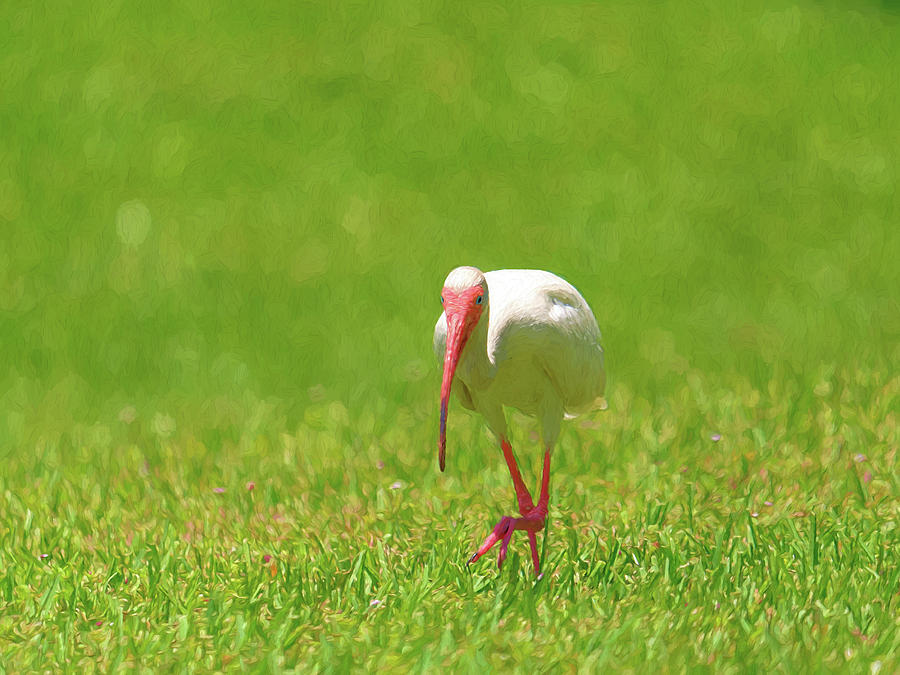 White Ibis Taking a Step Photograph by Jill Nightingale