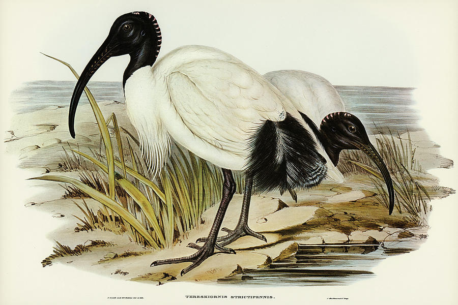 John Gould Drawing - White Ibis, Threskiornis strictipennis by John Gould