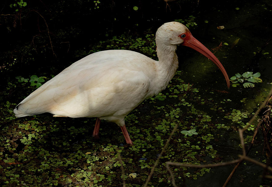 White Ibis Wading by Margaret Zabor White Ibis Wading by Margaret Zabor