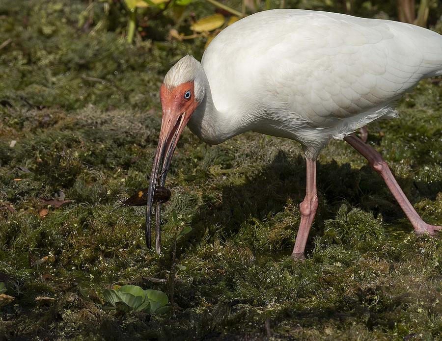 White Ibis with Crawfish in its Mouth Photograph by Elizabeth W. Kearley