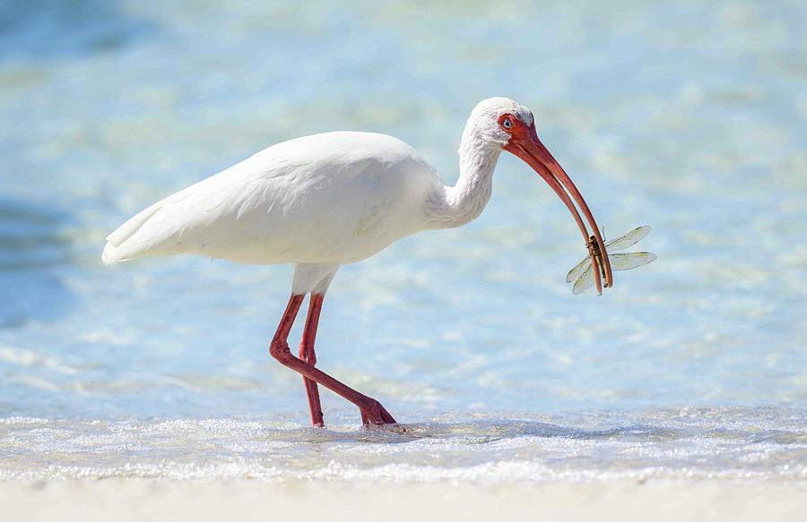 White Ibis with Dragonfly Photograph by Julie Barrick