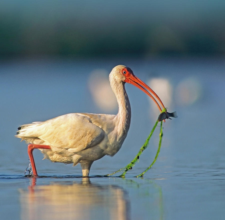 Ibis Photograph - White Ibis with Fish by Tim Fitzharris