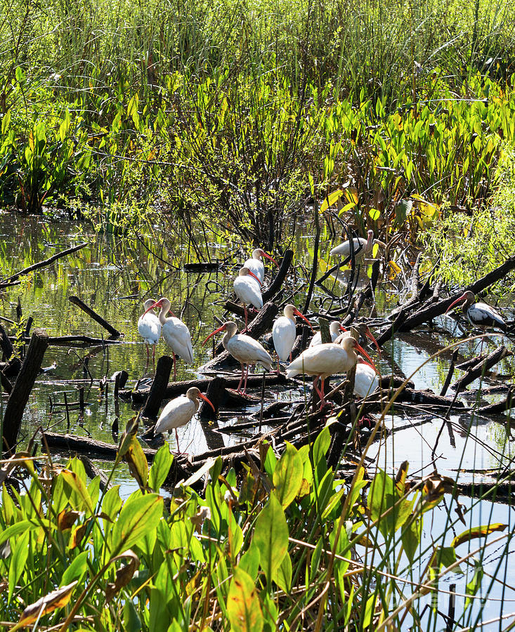 White ibises feed in the swamp at Audubon Corkscrew Swamp Sanctu Photograph by William Kuta