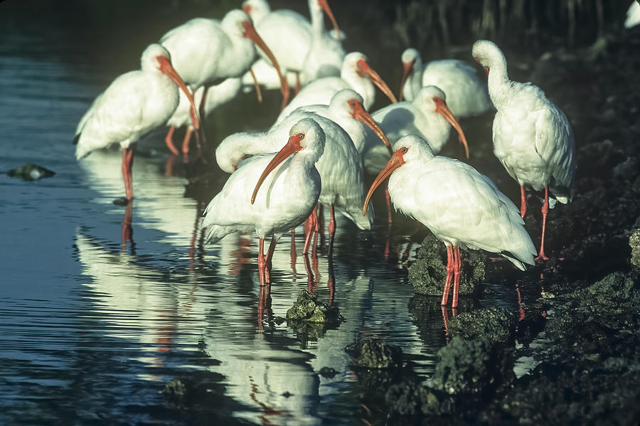 White Ibises on the Shore Photograph by Robert Potts
