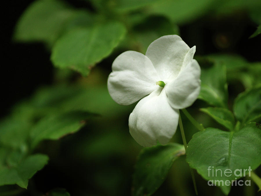 White Impatien Flower In The Shadows Of My Garden Photograph by Dorothy Lee