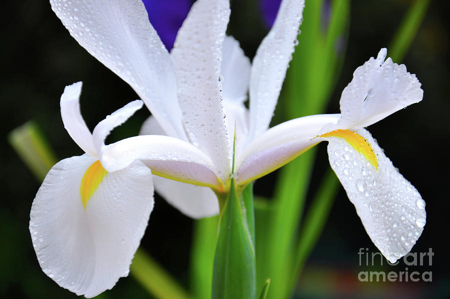 White Iridaceae, Dutch Iris, is a spring flowering bulb.  Photograph by Milleflore Images
