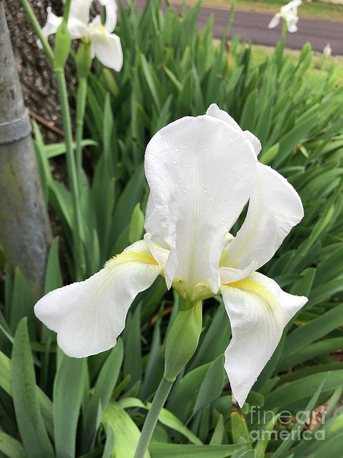 White Iris 1 Photograph by Connie Holman - Fine Art America