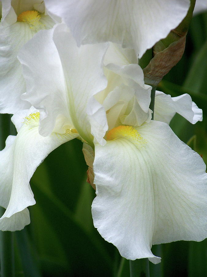 White Iris 1 Photograph by Michelle Mahnke