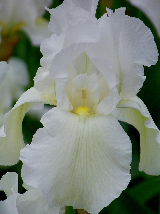 White Iris 2 Photograph by Michelle Mahnke