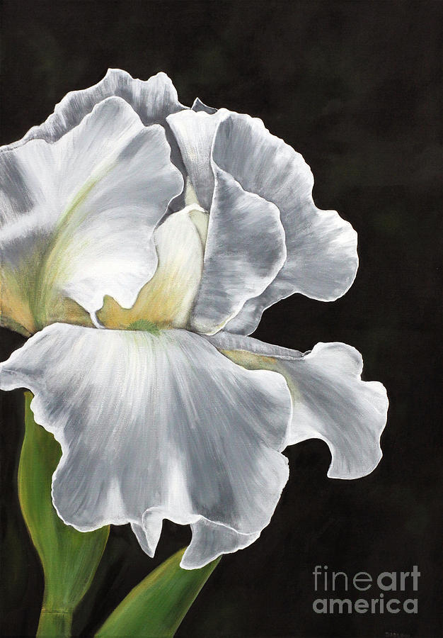 White Iris 2 Painting by Patrick Dablow