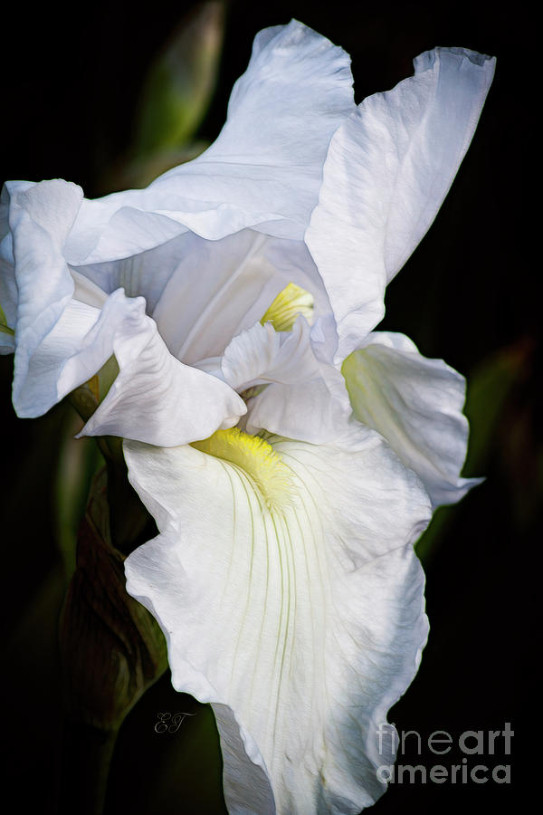 White Iris 3 Photograph by Elaine Teague