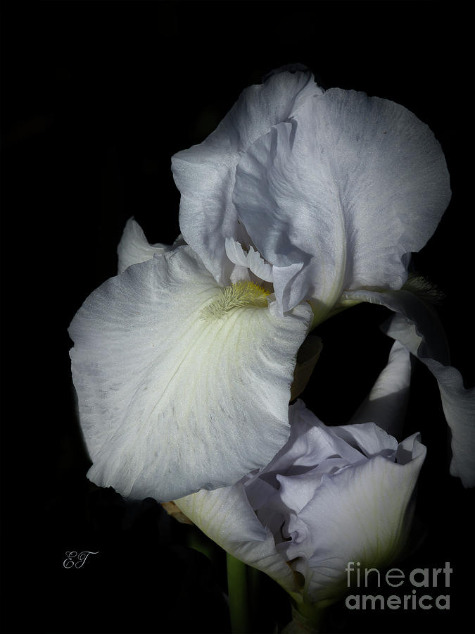 White Iris 4 Photograph by Elaine Teague