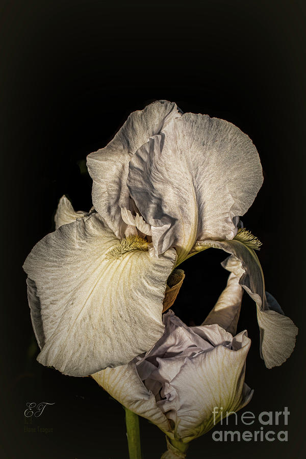 White Iris 5 Photograph by Elaine Teague