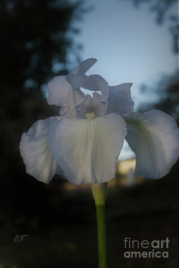 White Iris 6 Photograph by Elaine Teague